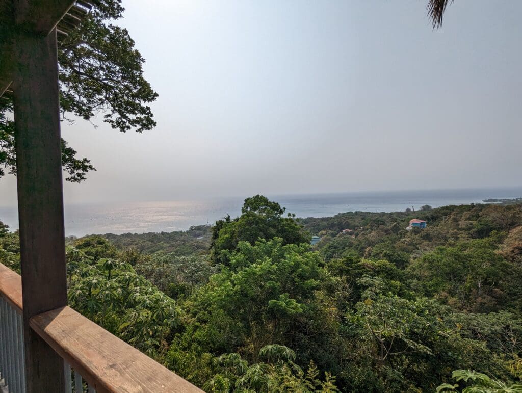 A view across a tropical jungle.